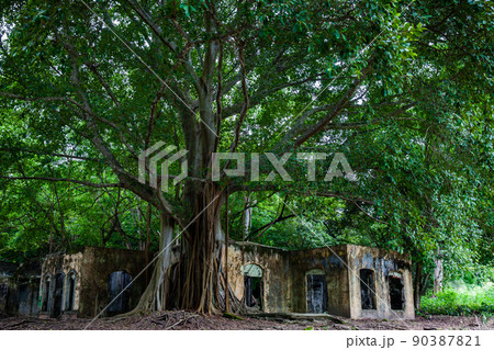 Remains of the destroyed houses of the Armero Town covered by trees and nature after 37 years of the tragedy caused by the Nevado del Ruiz Volcano in 1985 90387821