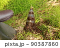 たけのこ堀 90387860