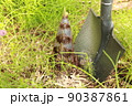 スコップでたけのこを掘る 90387861