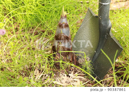 スコップでたけのこを掘る スコップでたけのこを掘る 90387861