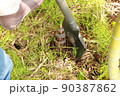 スコップでたけのこを掘る 90387862