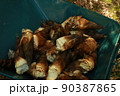 収穫したたけのこ 90387865