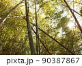 竹林を見上げる 90387867