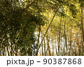 竹林 90387868