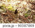 小さいたけのこ 90387869