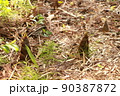 たけのこ収穫 90387872