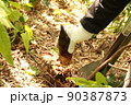 たけのこ収穫 90387873