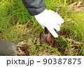 たけのこ収穫 90387875