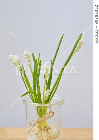 球根つきの白いムスカリのアレンジ　  90388362