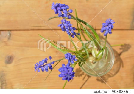 球根つきの紫色のムスカリのアレンジ　  90388369