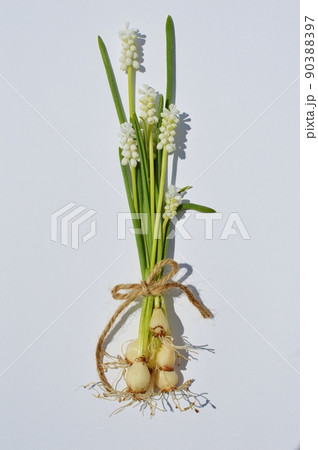 球根つきの白いムスカリの花束 球根つきの白いムスカリの花束 90388397