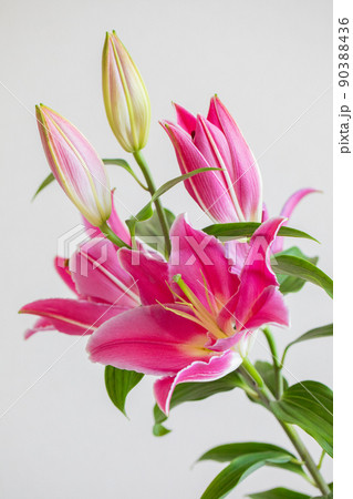 ピンクのユリ　大輪　ムンダナ・オリエンタルリリー　縦位置 90388436
