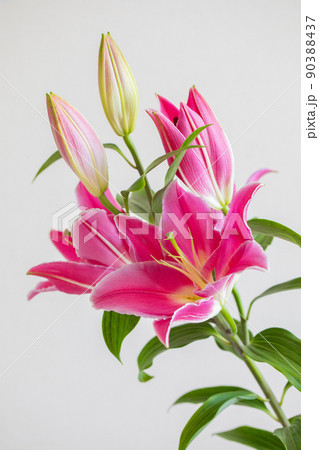 ピンクのゆり　大輪　ムンダナ・オリエンタルリリー　縦位置 90388437