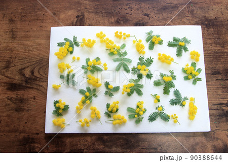 ミモザをこれから押し花に… ミモザをこれから押し花に… 90388644
