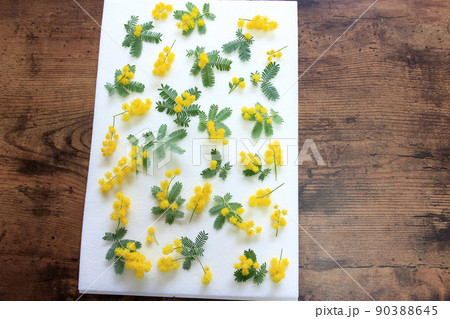 ミモザをこれから押し花に… 90388645