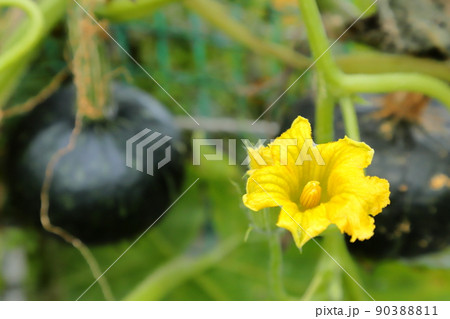 かぼちゃの花 かぼちゃの花 90388811