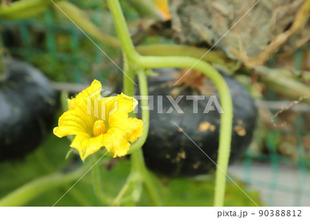 かぼちゃの花 90388812
