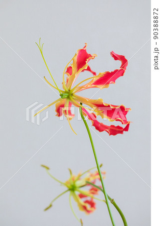 グロリオサ 切花 不思議な形 縦位置 グロリオサ 切花 不思議な形 縦位置 90388872