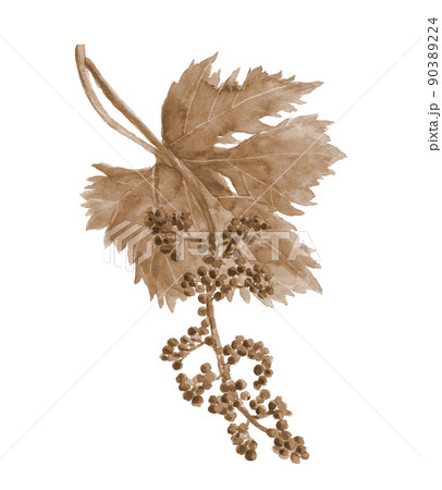 葉付きブドウの花のつぼみ セピアトーン【手描き水彩画】白バック 透過背景 90389224