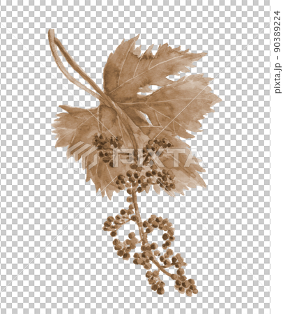 葡萄花蕾帶葉子棕褐色調【手繪水彩】白色背景透明背景 90389224