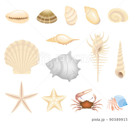 貝殻と海辺の生き物 90389915