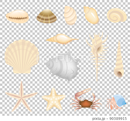 貝殻と海辺の生き物 90389915