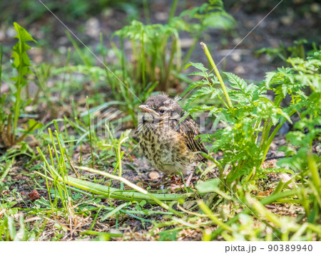 A Redwing chick, Turdus iliacus,, has left the nest and sitting on the spring lawn. A Redwing chick, a bird in the thrush family, sits on the ground and waits for food from its parents. 90389940