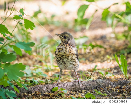 A fieldfare chick, Turdus pilaris, has left the nest and sitting on the spring lawn. A fieldfare chick sits on the ground and waits for food from its parents. A fieldfare chick, Turdus pilaris, has left the nest and sitting on the spring lawn. A fieldfare chick sits on the ground and waits for food from its parents. 90389943