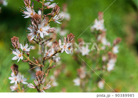 Asphodelus albus, commonly known as white-flowered asphodel, is an herbaceous perennial 90389985