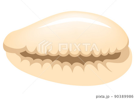 コヤスガイ 子安貝 白背景 コヤスガイ 子安貝 白背景 90389986