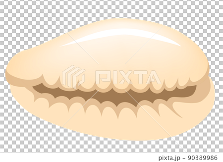 コヤスガイ 子安貝 白背景 コヤスガイ 子安貝 白背景 90389986