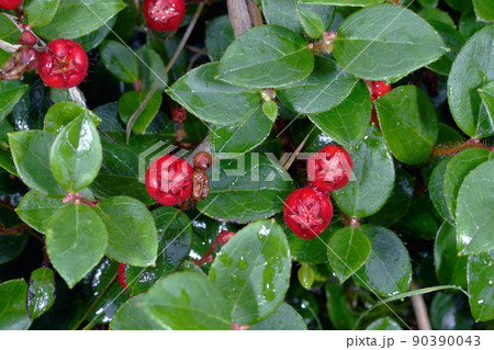 アカモノの実（北海道・大雪山） 90390043