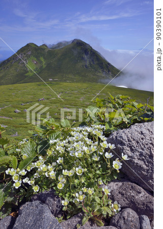 チシマクモマグサと知床連山(北海道・知床) チシマクモマグサと知床連山(北海道・知床) 90390101