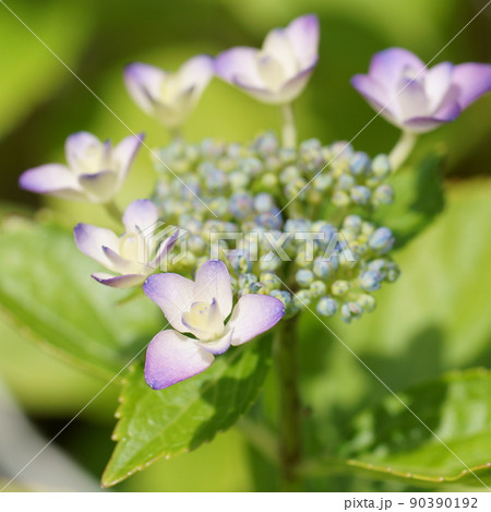 紫陽花 紫陽花 90390192