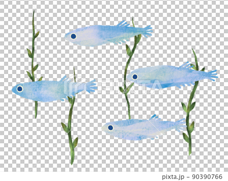 帶有手寫感覺的水彩風格在藻類白色背景中游動的鱂魚插圖 帶有手寫感覺的水彩風格在藻類白色背景中游動的鱂魚插圖 90390766