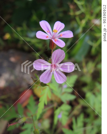 ヒメフウロの花 90390912