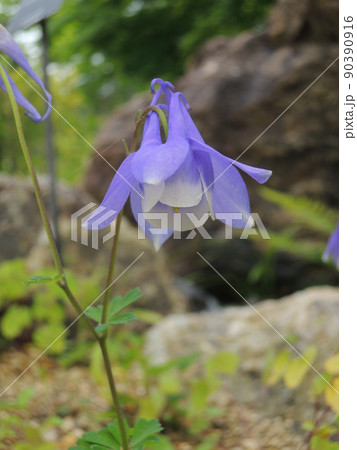 ミヤマオダマキの花 ミヤマオダマキの花 90390916