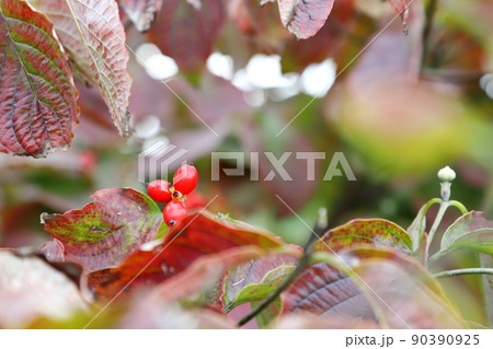 ハナミズキの紅葉 ハナミズキの紅葉 90390925