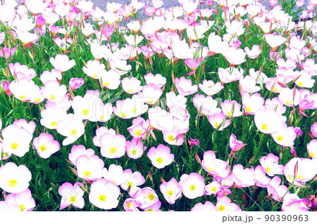 光花 光花 90390963