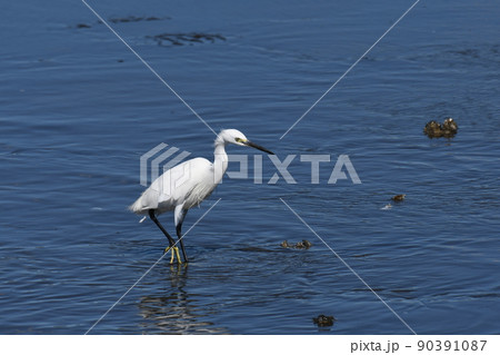 海岸沿いで狩りをするコサギ 90391087