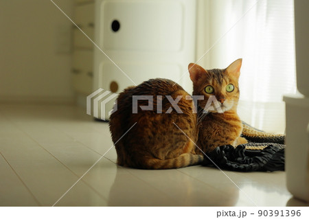 ヒョウ柄がとても綺麗なまだあどけない顔のベンガル ヒョウ柄がとても綺麗なまだあどけない顔のベンガル 90391396