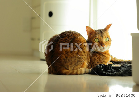 ヒョウ柄がとても綺麗なまだあどけない顔のベンガル 90391400