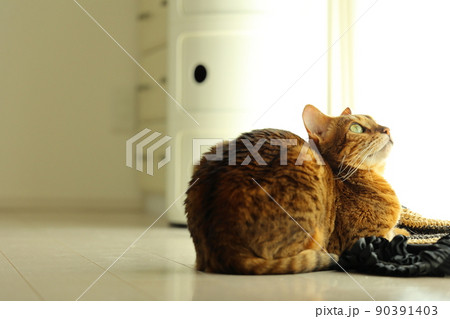 ヒョウ柄がとても綺麗なまだあどけない顔のベンガル 90391403