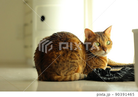 ヒョウ柄がとても綺麗なまだあどけない顔のベンガル 90391465