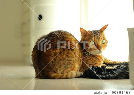 ヒョウ柄がとても綺麗なまだあどけない顔のベンガル 90391468