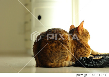 ヒョウ柄がとても綺麗なまだあどけない顔のベンガル 90391534