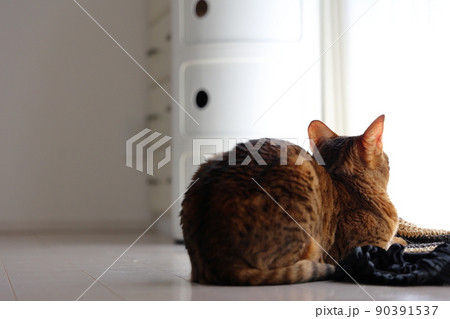 ヒョウ柄がとても綺麗なまだあどけない顔のベンガル 90391537