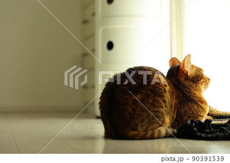 ヒョウ柄がとても綺麗なまだあどけない顔のベンガル 90391539