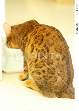 ヒョウ柄がとても綺麗なまだあどけない顔のベンガル 90391568