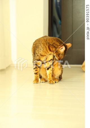 ヒョウ柄がとても綺麗なまだあどけない顔のベンガル ヒョウ柄がとても綺麗なまだあどけない顔のベンガル 90391575